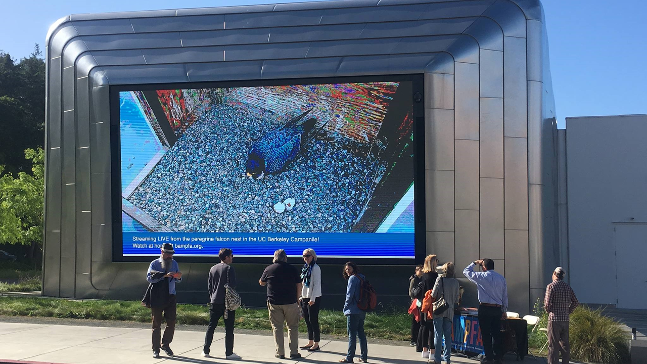 Onlookers watch a full screen livestream of Annie, Grinnell, and their newly hatched Peregrine Falcon chicks on BAMFA’s (UC Berkeley Art Museum and Pacific Film Archive) outdoor video screen on April 25, 2019.  