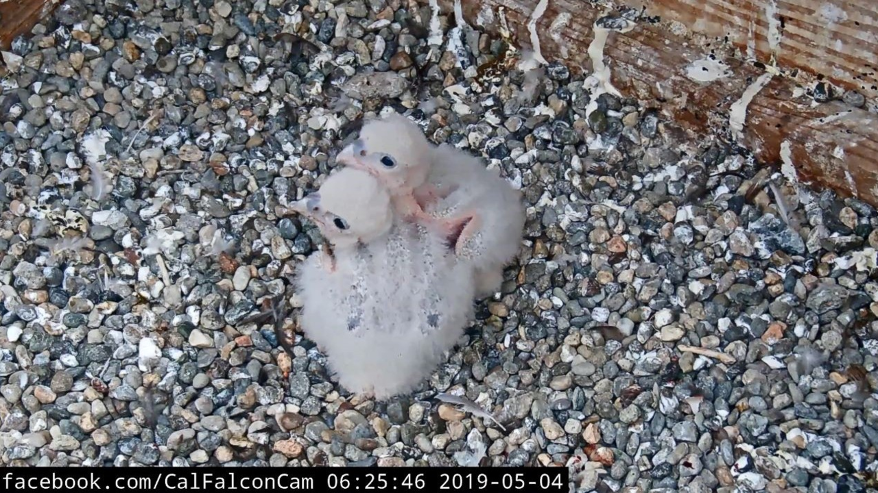 At about 10 days old, the chicks show the first signs of real feathers! Those dark spots are called "pin feathers" and are the first stage of feather development.