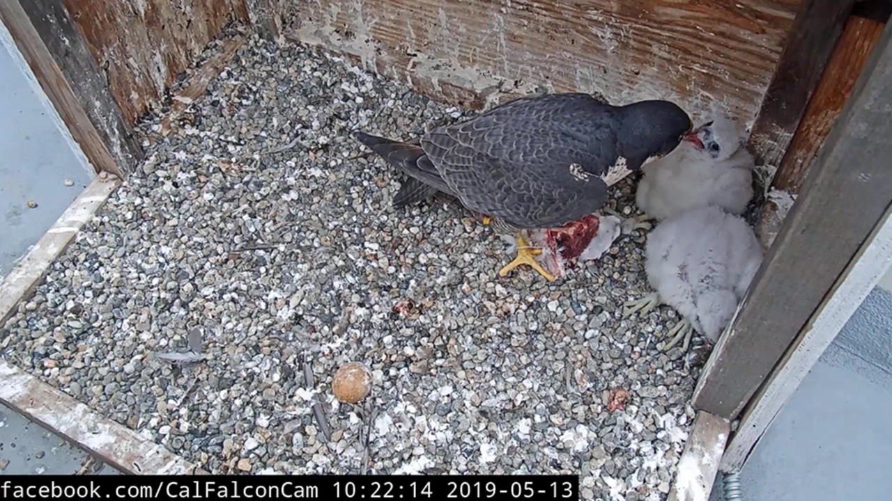 Breakfast time! From the nest cameras on UC Berkeley’s Campanile Tower where Peregrine Falcons Annie and Grinnell have been nesting since 2017, and two baby chicks hatched in April 2019.