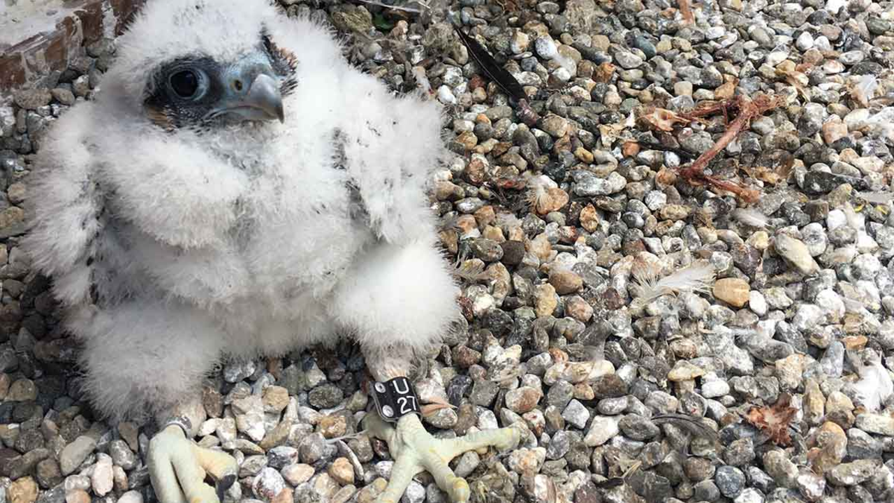 The 2018 chicks. Nest cameras on UC Berkeley’s Campanile Tower featuring Peregrine Falcons Annie and Grinnell and their chicks have created buzz online. 