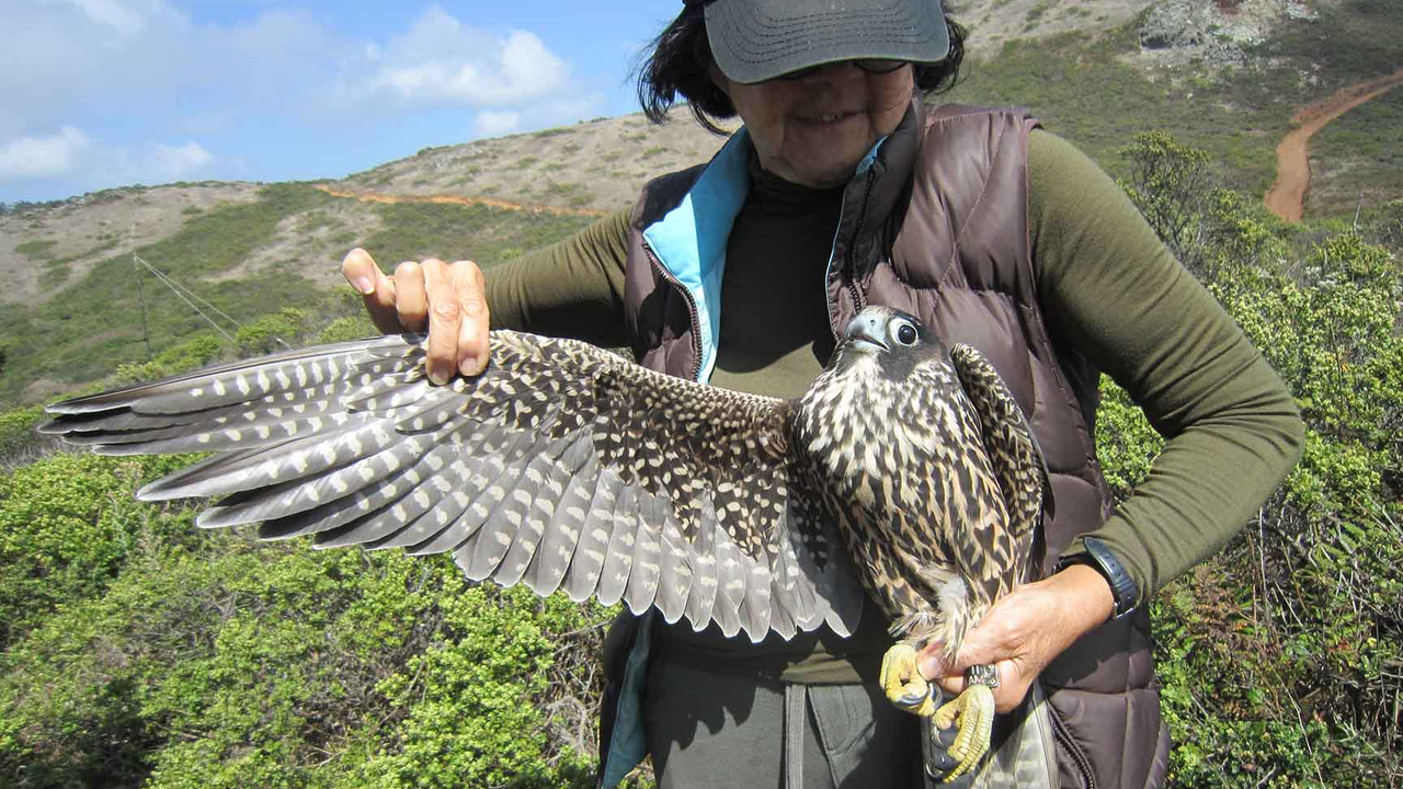 In August of 2018, GGRO volunteer banders recaptured Peregrine 11AM—one of the three chicks banded by Zeka at the Campanile earlier that year—healthy and hunting in the Marin Headlands.