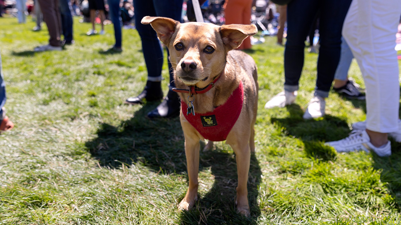 A leashed dog poses for a photo at Parks4All: Brewfest, a beer festival and fundraiser, on Saturday, July 29th, 2023 in the Presidio of San Francisco.