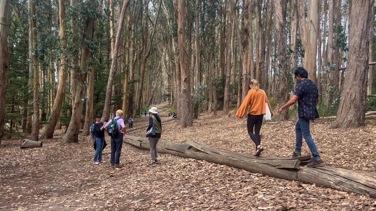 A group of people walking along the Andy Goldsworthy Woodline art installation piece in the Presidio