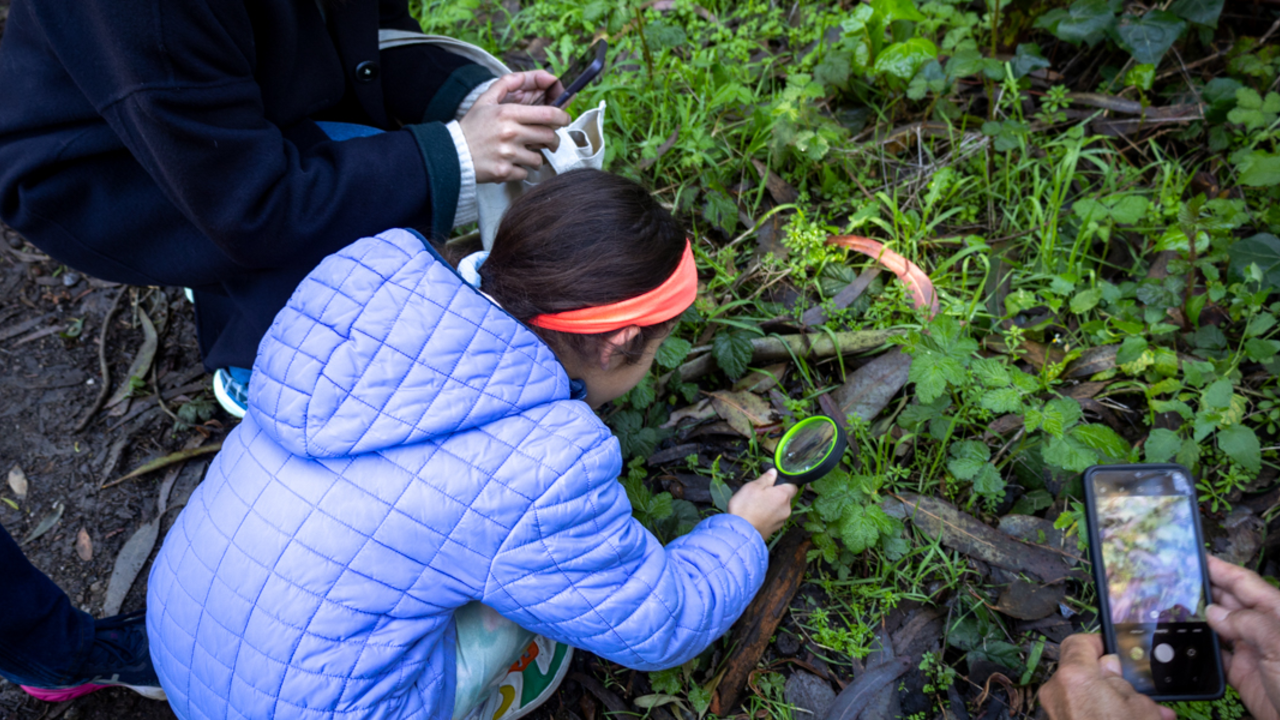 A young girl holds a magnifying glass, searching a damp grassy area of the Presidio for mushrooms and fungi during the Parks Conservancy's Fungi Walk.