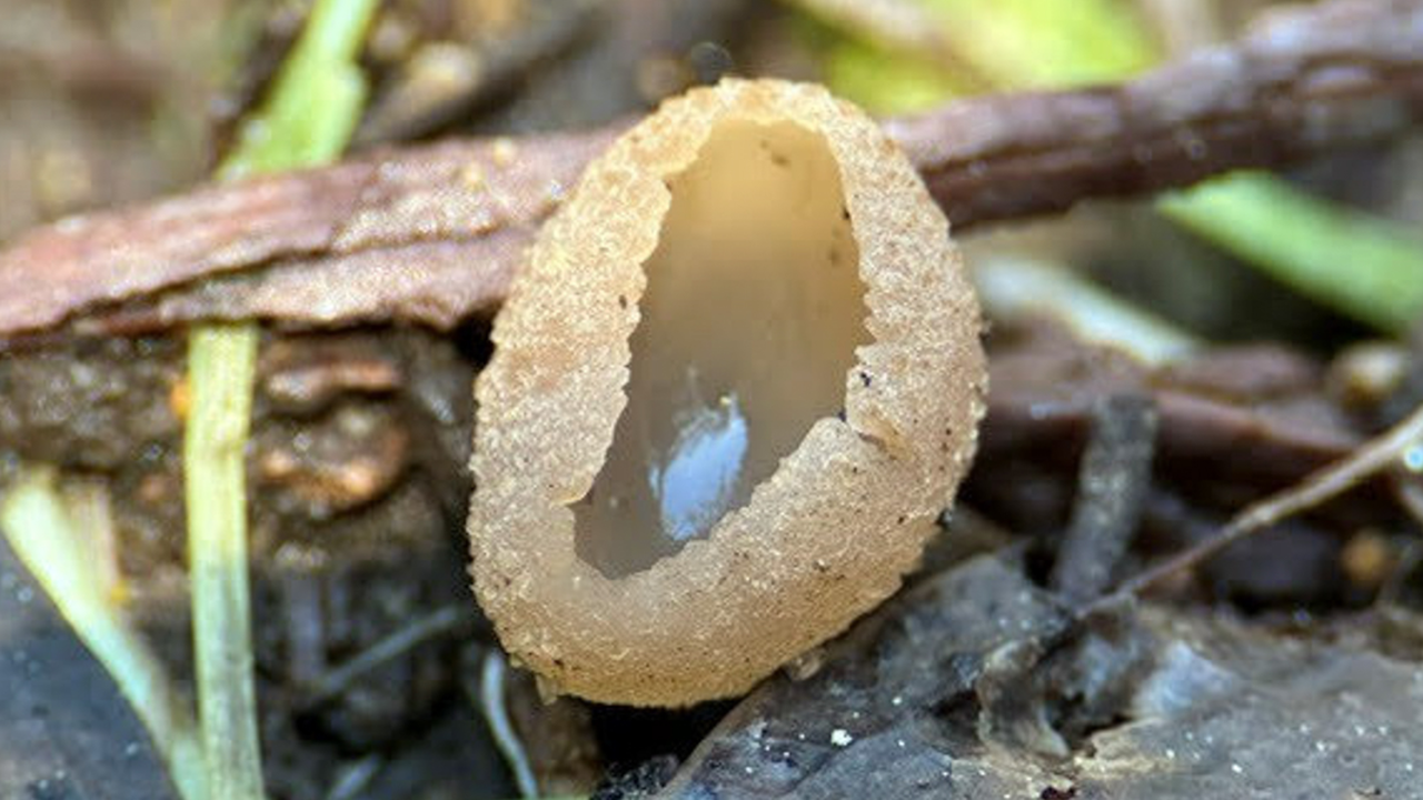 Close up photo of the Peziza fungi, which looks like a little yellow cup or bowl.