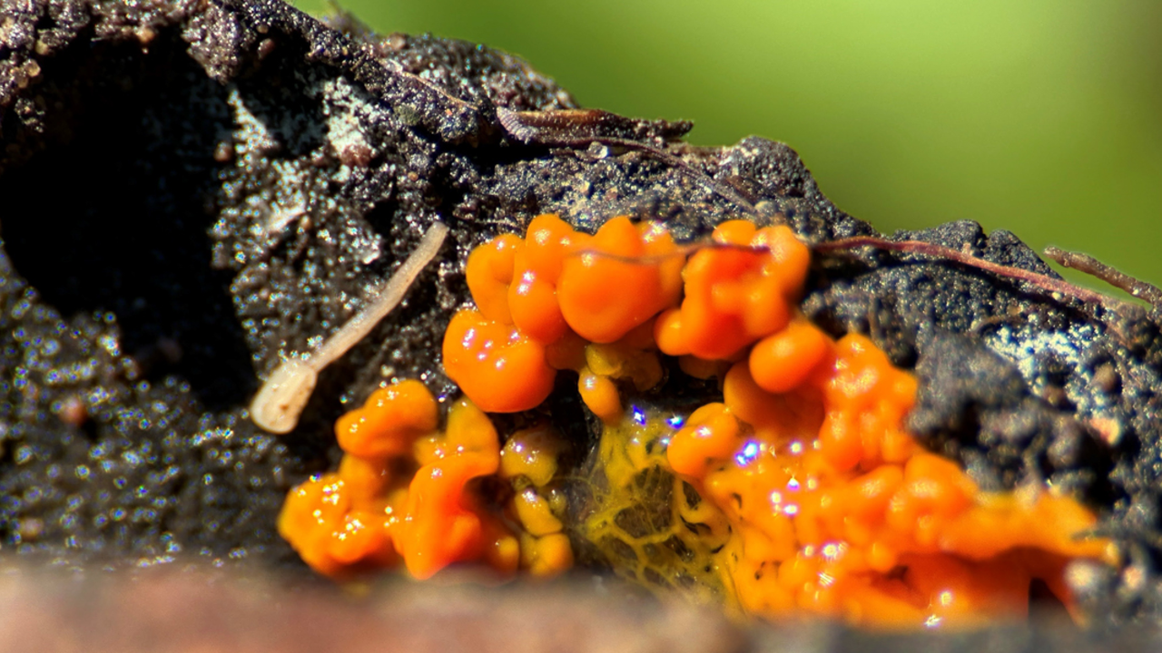 Bright orange slim mold seen in close up detail on a damp log in the Presidio of San Francisco.