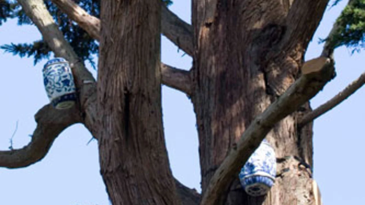 Ai Weiwei, "Western Screech Owl Habitats"