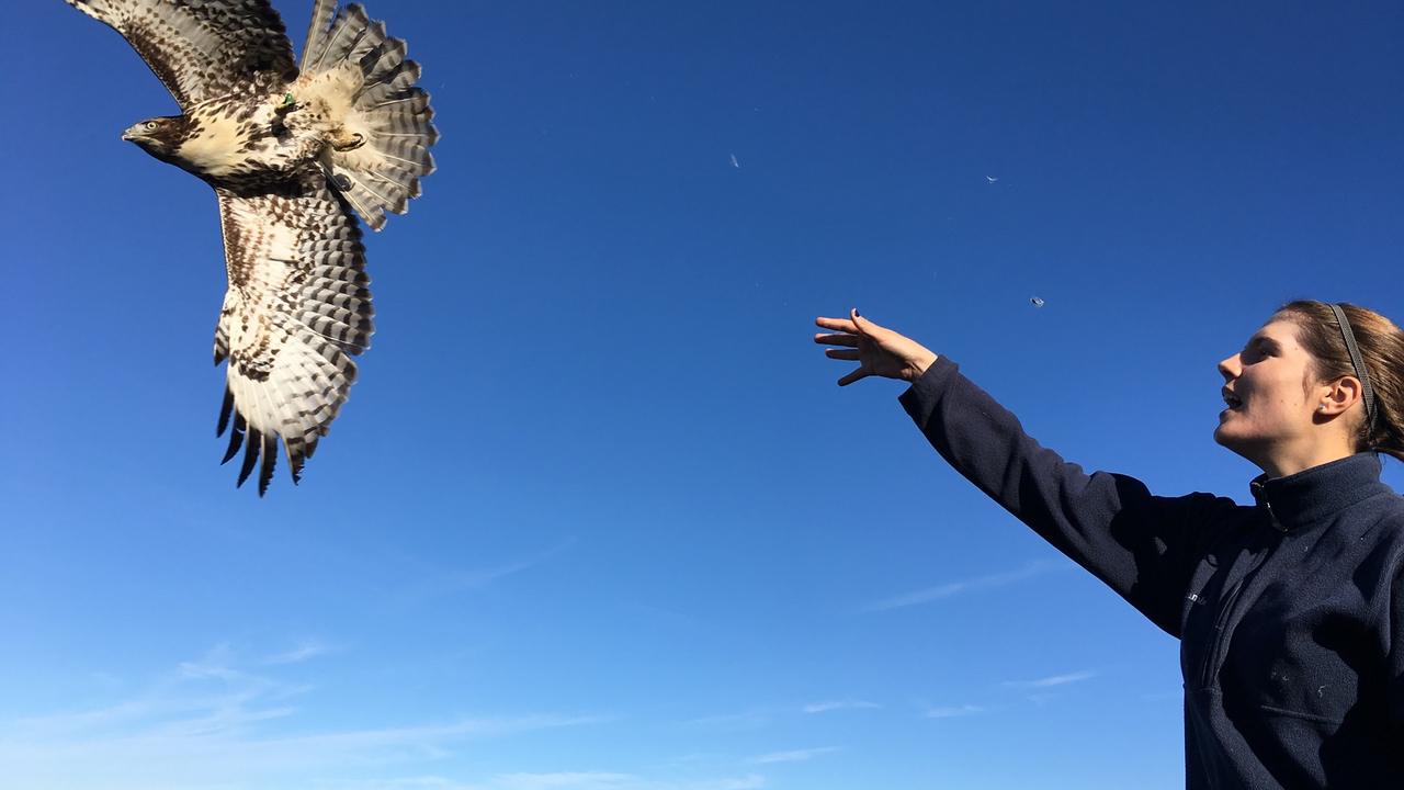 A banded juvenile Red-tailed Hawk takes flight after release.