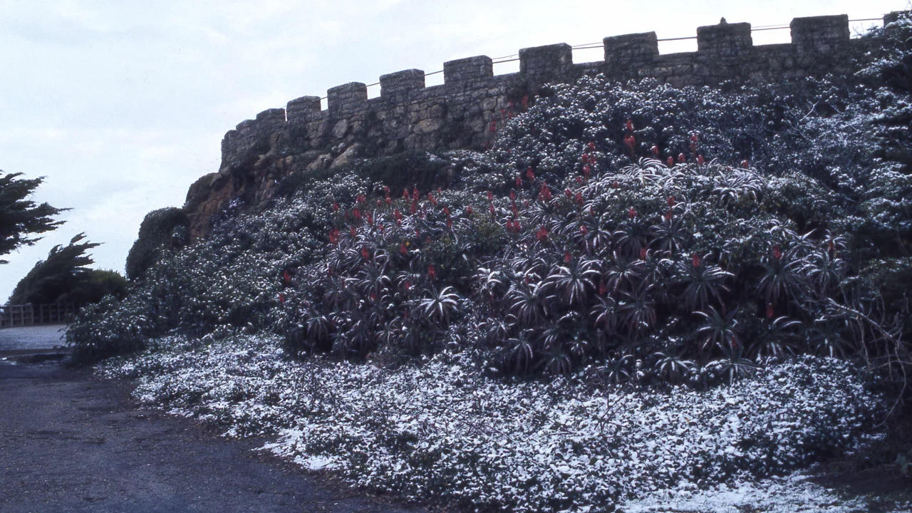 Snow on hillside at Sutro Heights