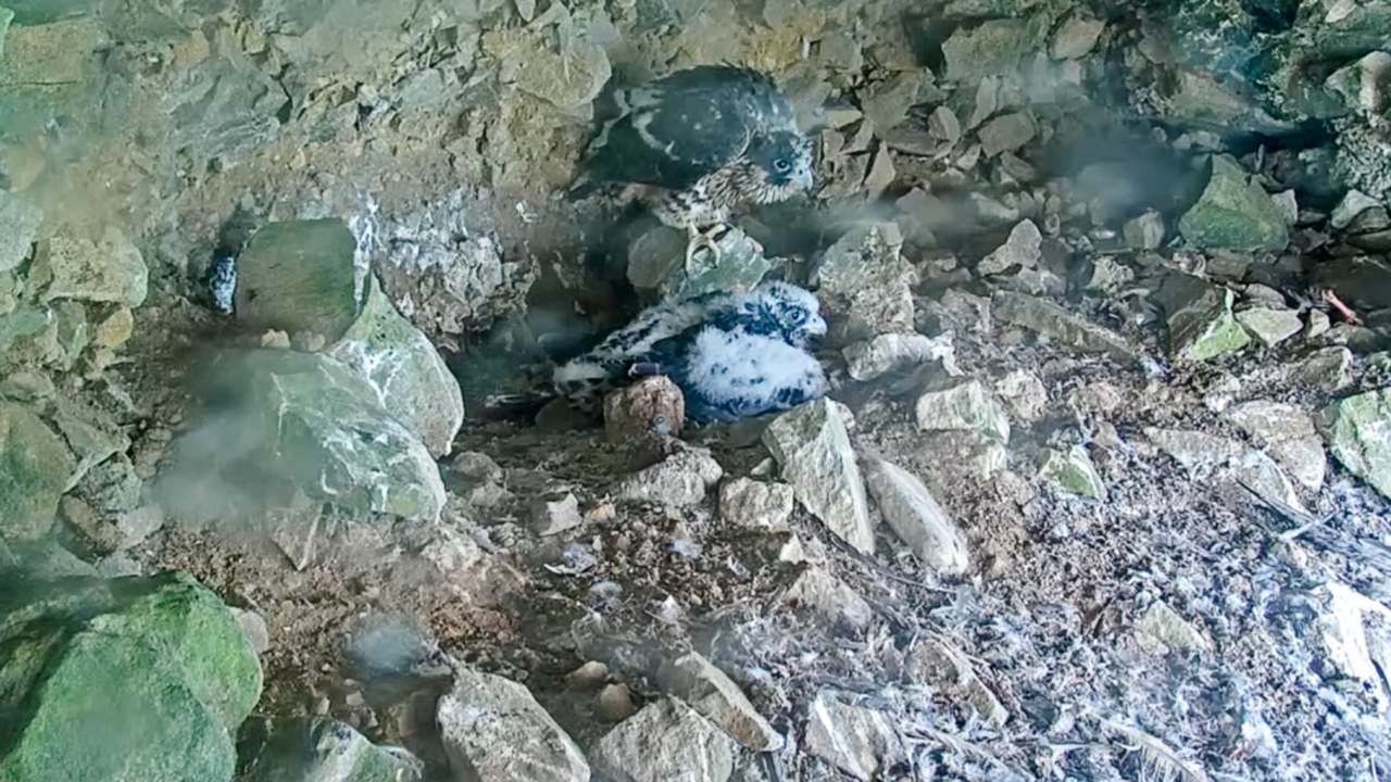 Two peregrine falcon chicks perch on rocks, seen from the alcatraz peregrine falcon nest cam.