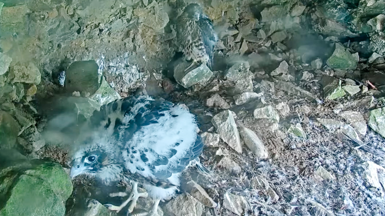 Growing Peregrine Falcon Chick A peregrine falcon chick stands close and looks into the alcatraz falcon nest webcam
