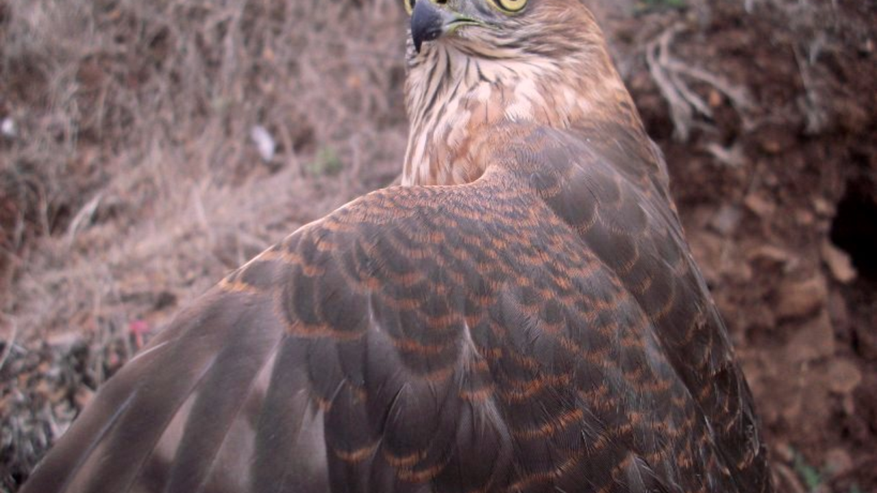 A juvenile Sharp-shinned Hawk before release.