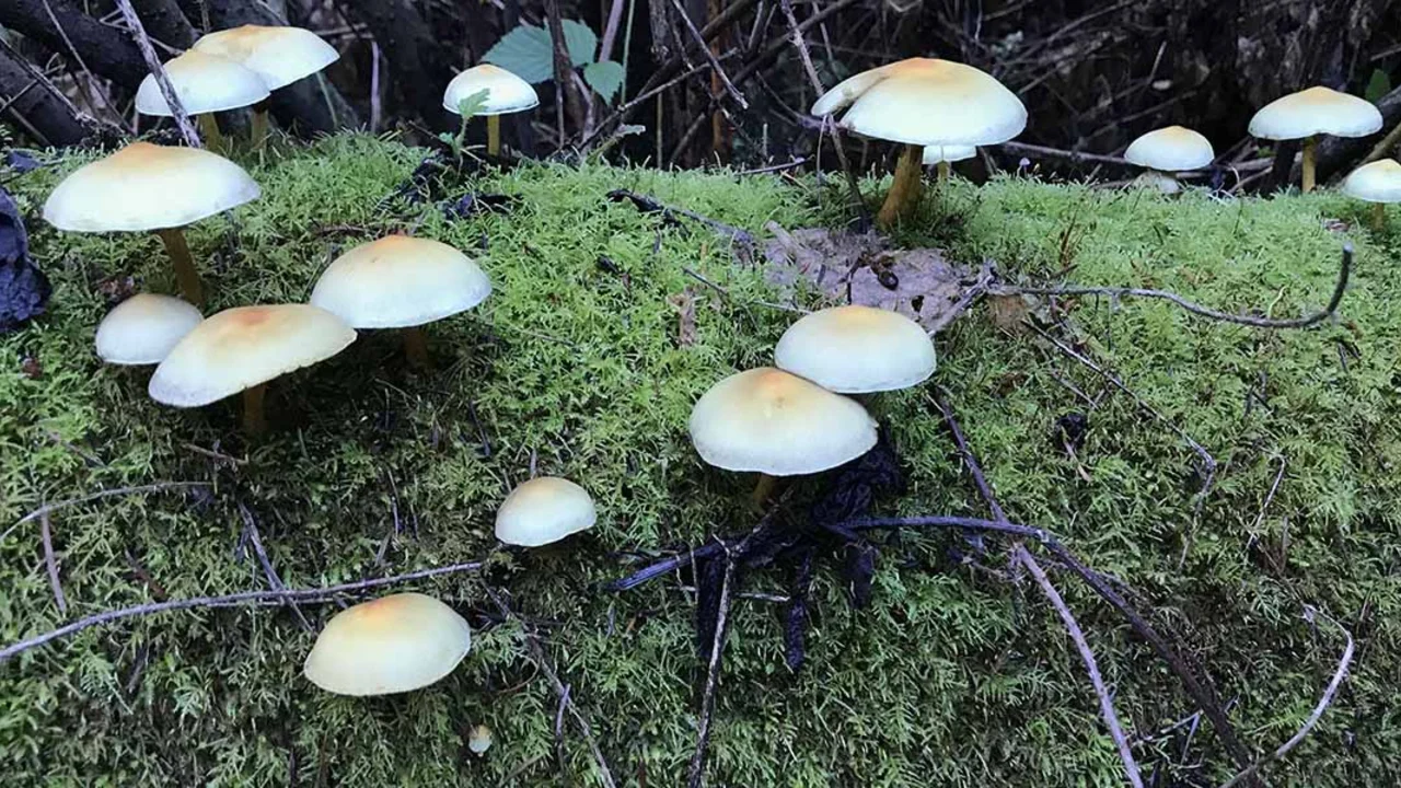 Sulfur tuft mushroom found in the Golden Gate National Parks.