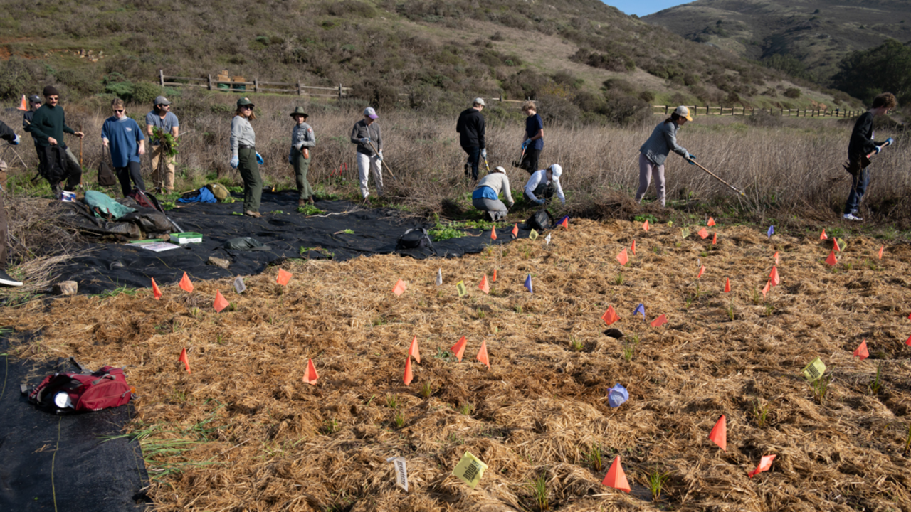 a volunteer group tends to a Tennessee Valley field marked with little flags signifying native plant seeds planted