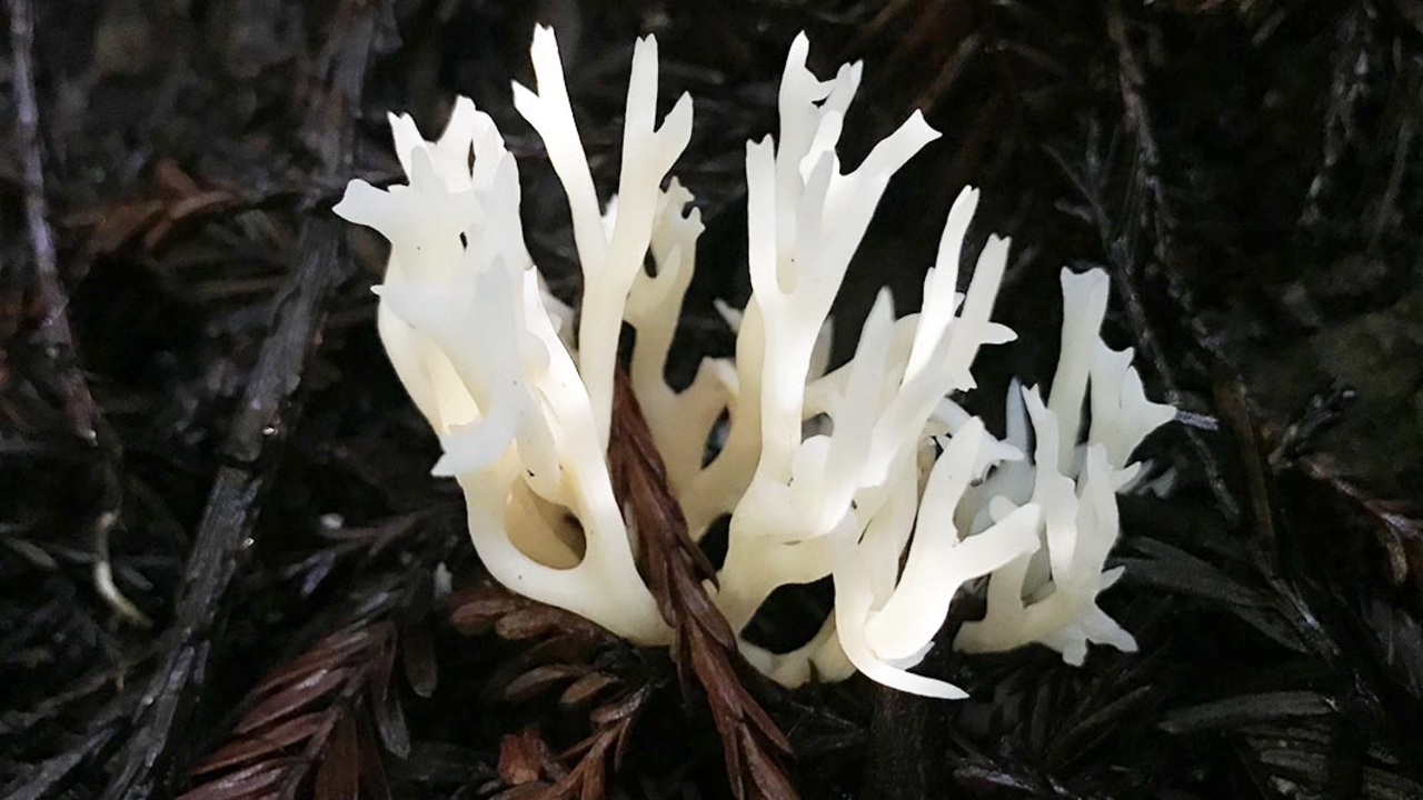 White coral fungus found in the Golden Gate National Parks.