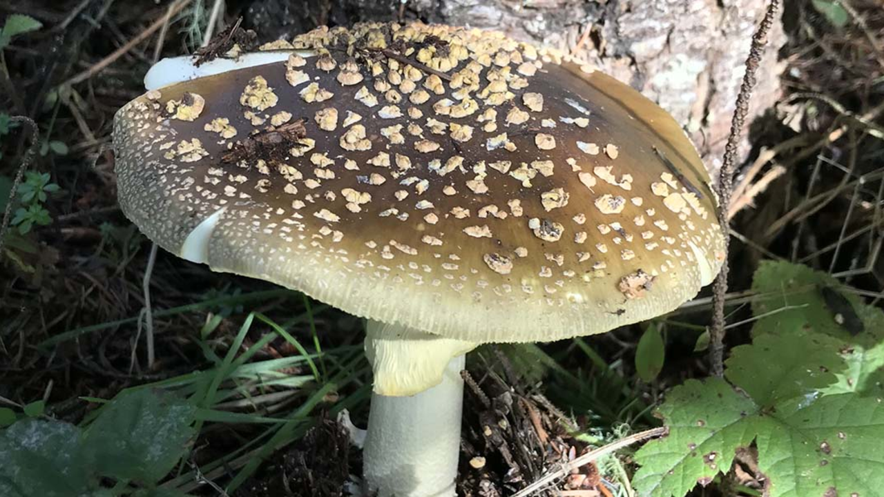 Yellow-veiled amanita mushroom found in the Golden Gate National Parks.