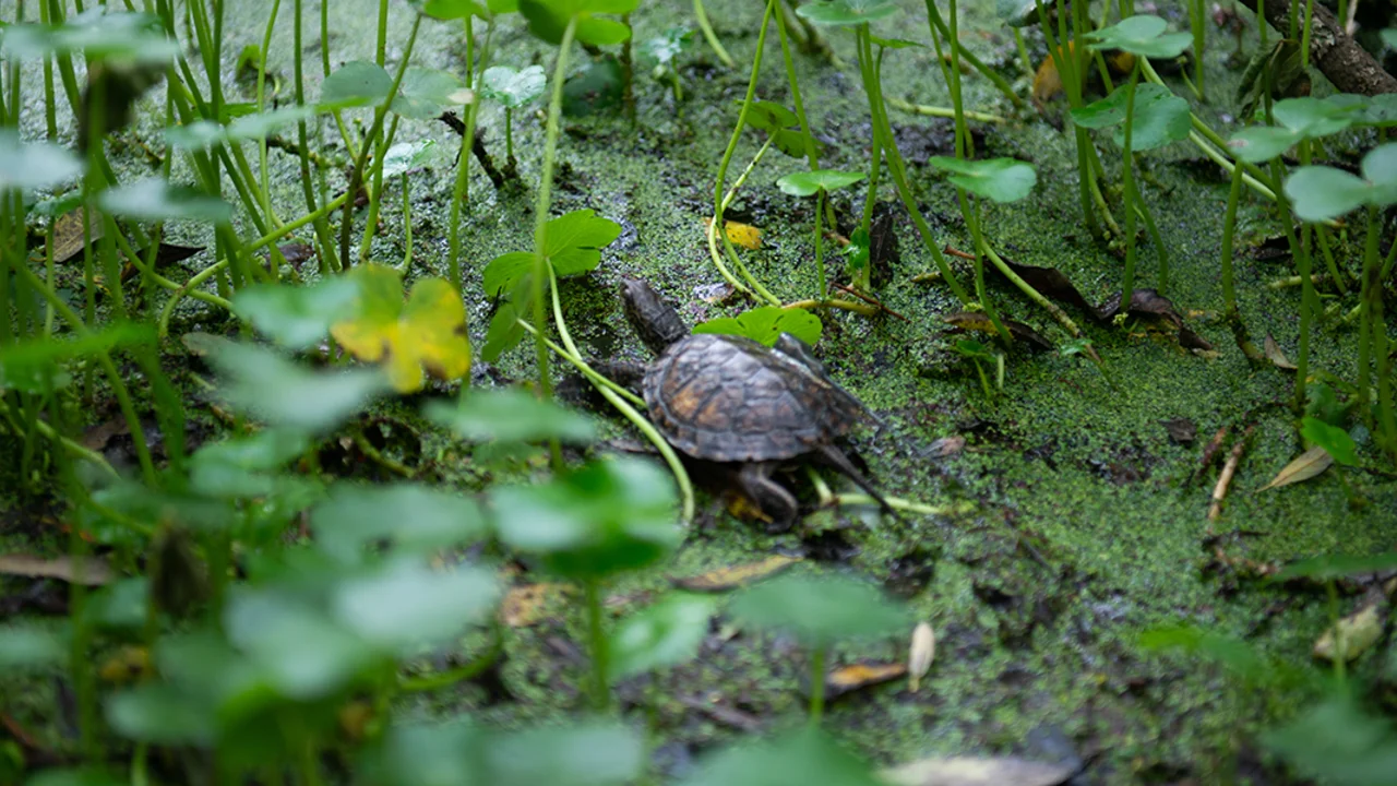 Western Pond Turtle Release