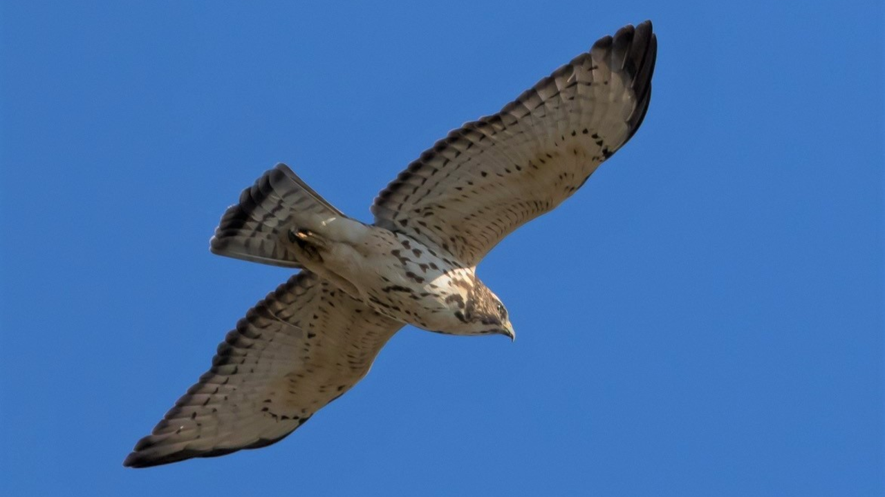 Broad-winged Hawk