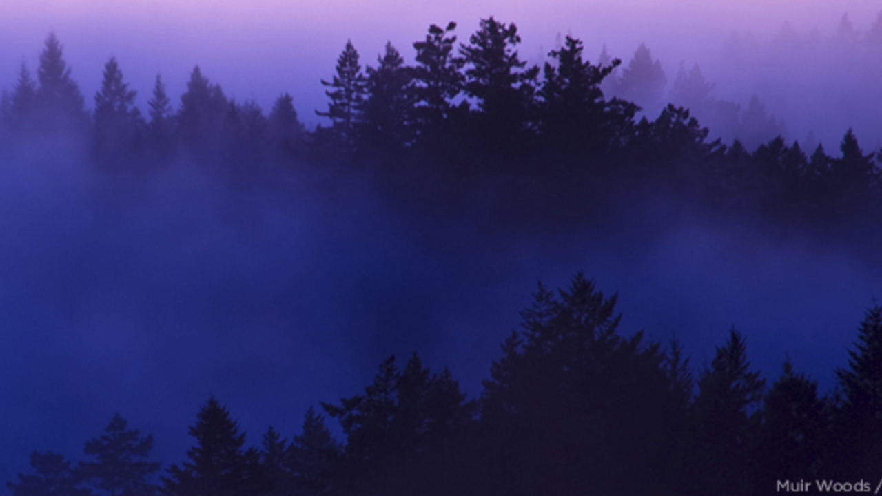 Sunset at Muir Woods. Sunset at Muir Woods.