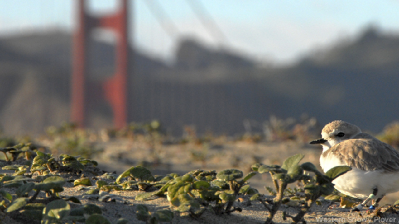 Western Snowy Plover. Western Snowy Plover.