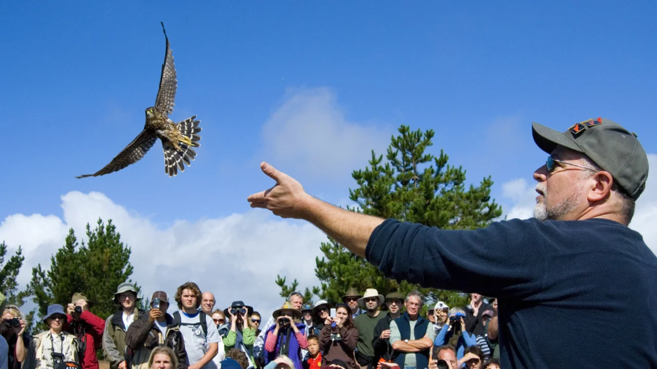 A hawk in flight
