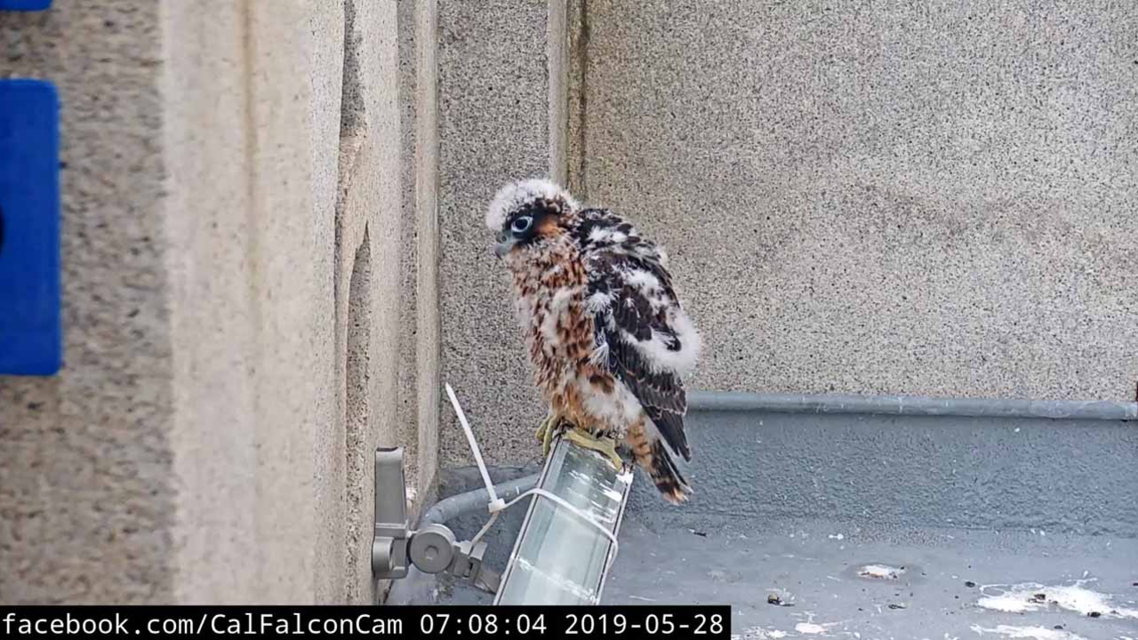 The 2019 chicks have now been banded and are expected to fledge in the next week. Nest cameras on UC Berkeley’s Campanile Tower featuring Peregrine Falcons Annie and Grinnell and their chicks have created buzz online.