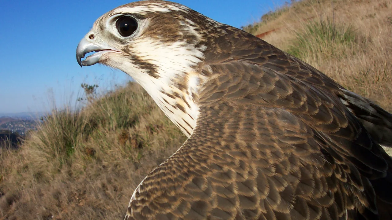Prairie Falcon