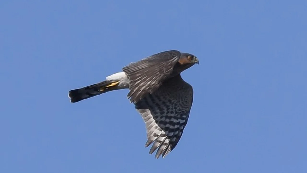 Sharp-shinned Hawk