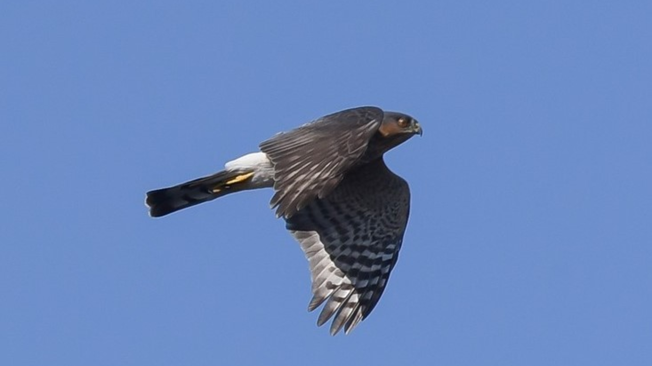 Sharp-shinned Hawk