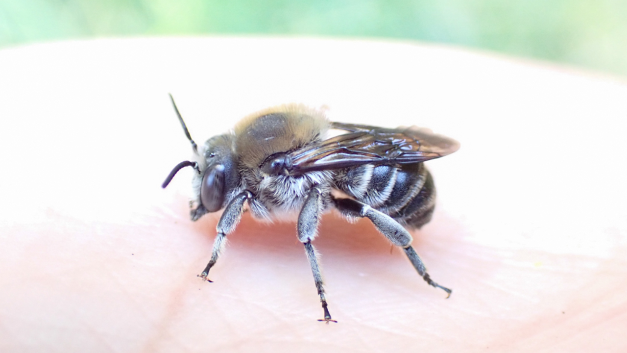 Trachusa Gummifera, aka San Francisco Leaf-Cutter Bee A close up photo of the san francisco leaf-cutter bee, Trachusa gummifera.