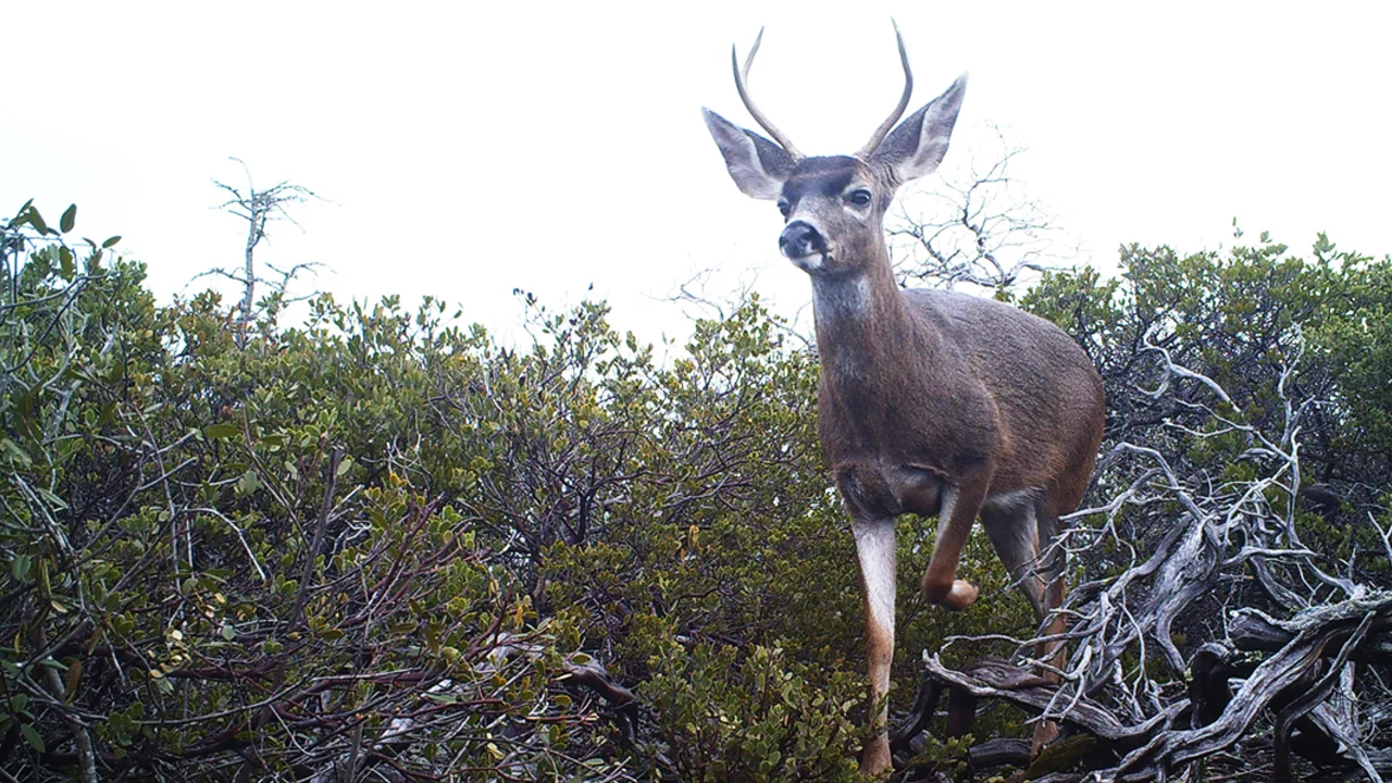 deer on Mount tamalpais