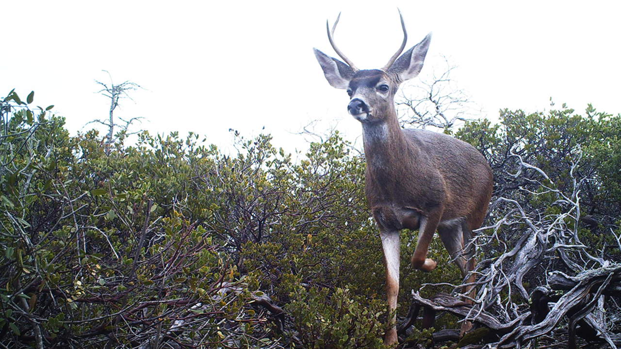 deer on Mount tamalpais