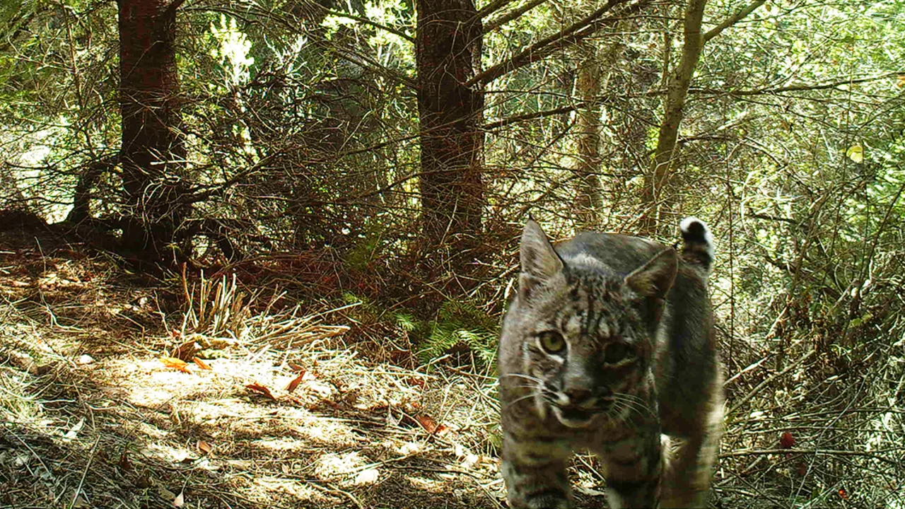 bobcat on mount tam