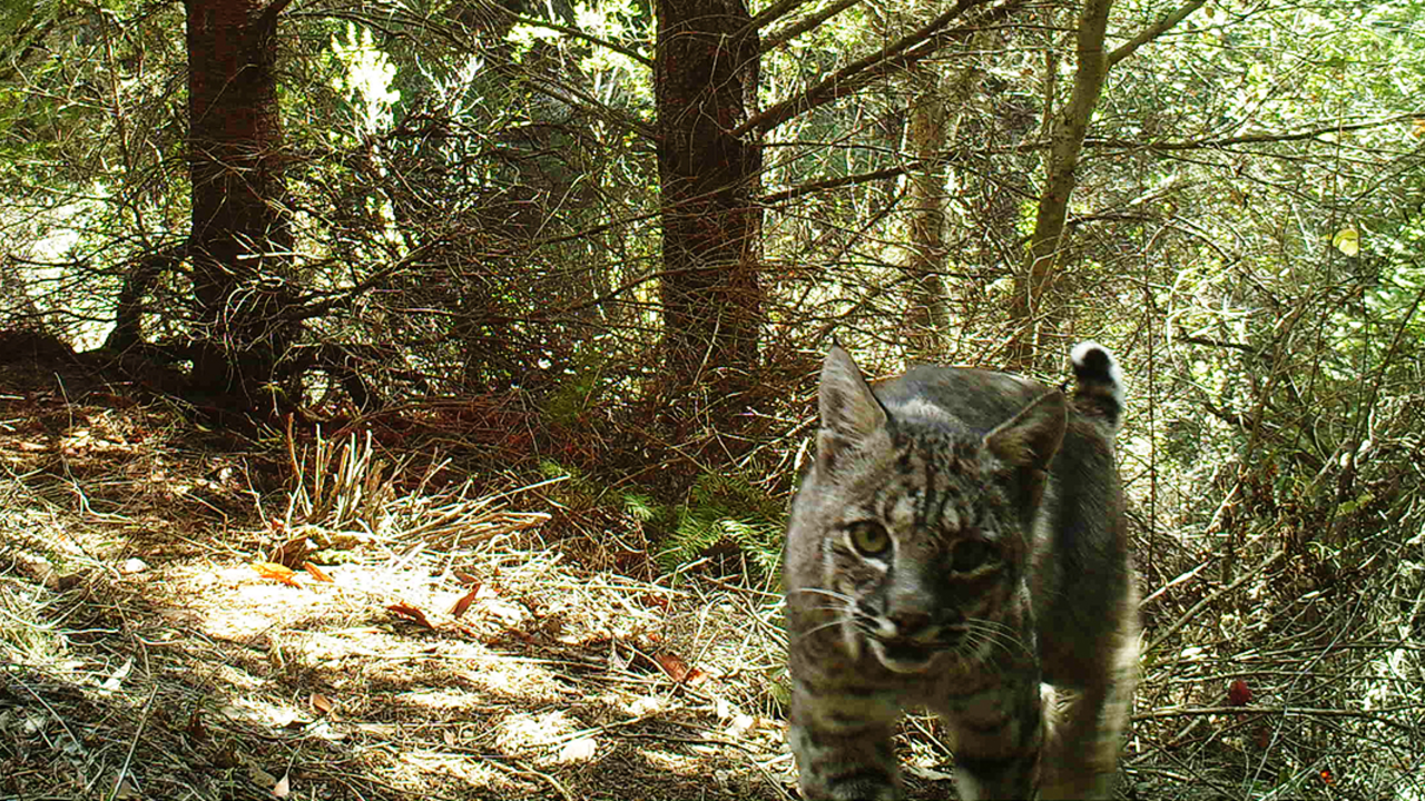 Bobcat on Mount Tamalpais bobcat on mount tam