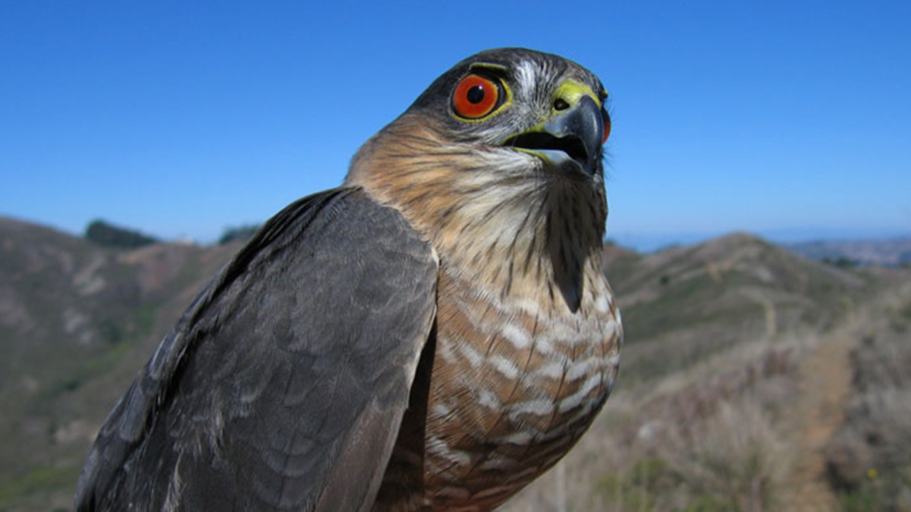 Sharp-shinned Hawk