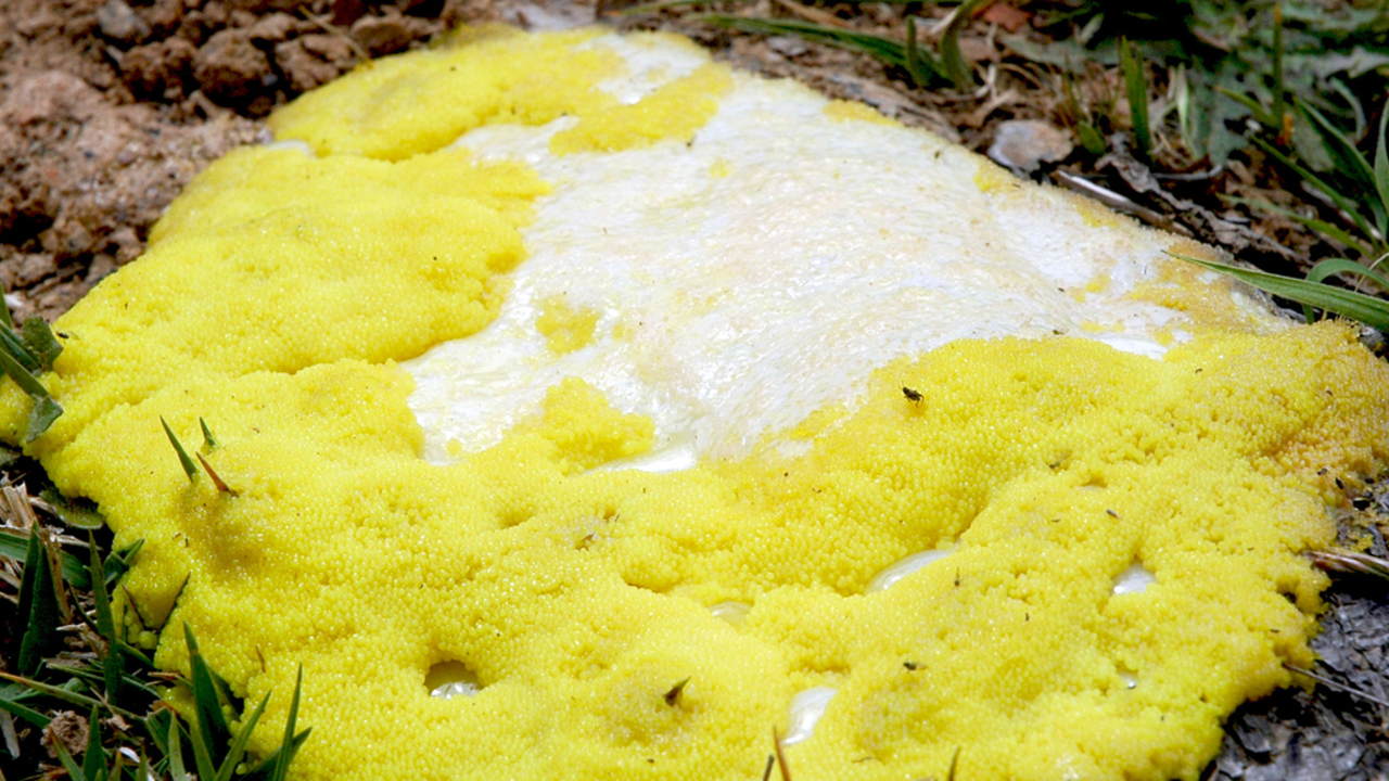 “Dog vomit” slime mold