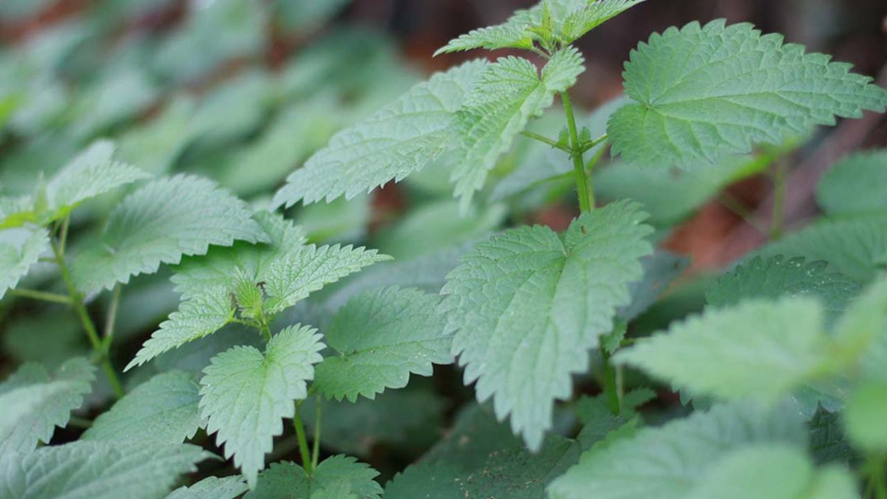Stinging nettle.