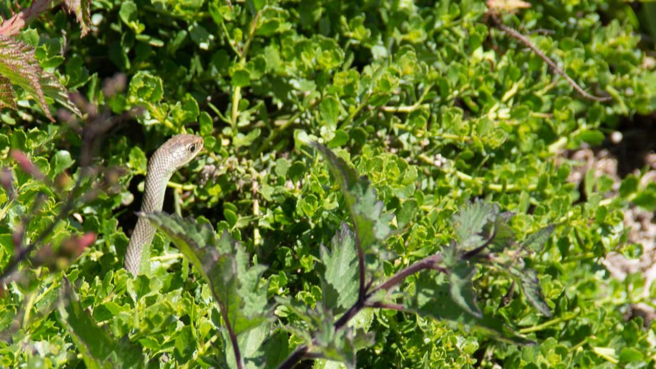 A San Francisco gartner snake spotted by volunteer Selin Ozguzer at Mori Point. A San Francisco gartner snake spotted by volunteer Selin Ozguzer at Mori Point.