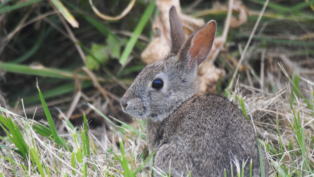 Western brush rabbit Western brush rabbit