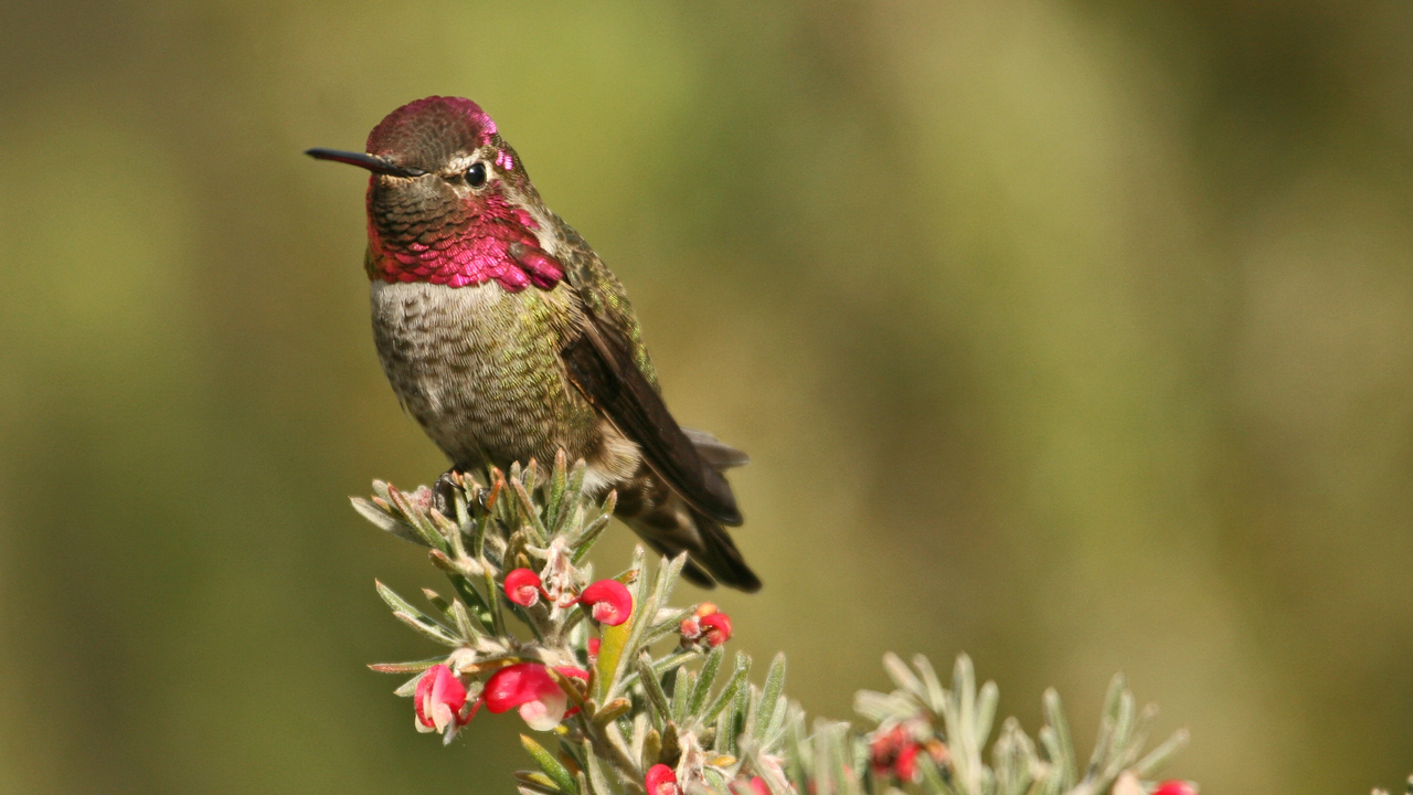 Anna's hummingbird Anna's hummingbird