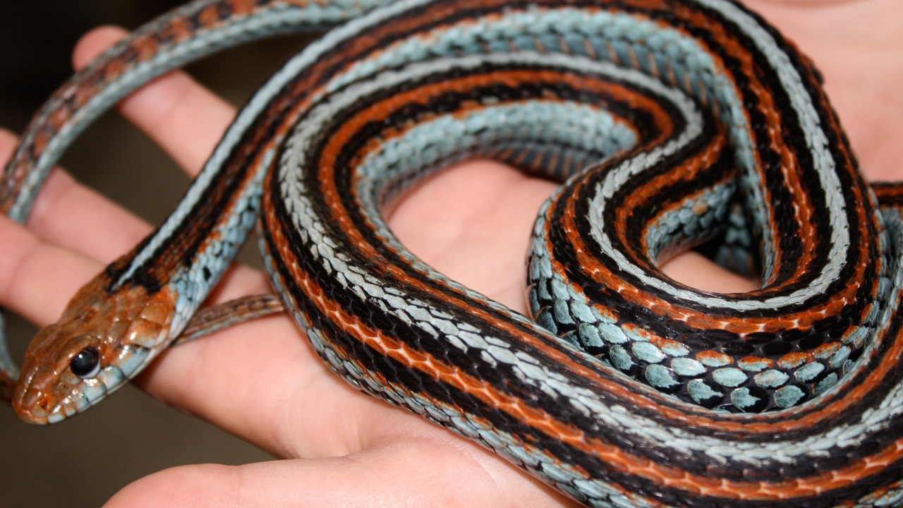 San Francisco garter snake San Francisco garter snake