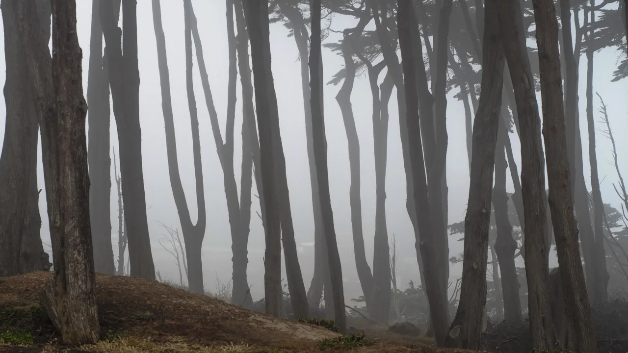 Cypress trees in fog at Lands End