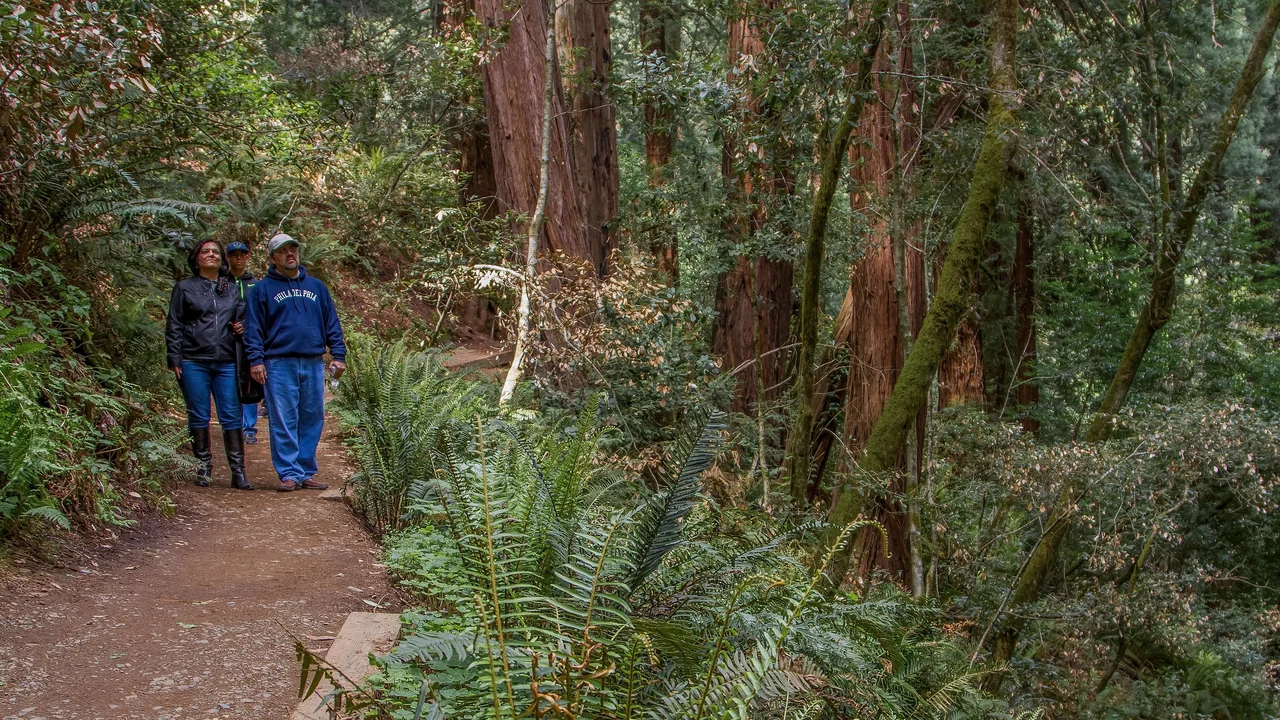 Visitors stroll through Muir Woods