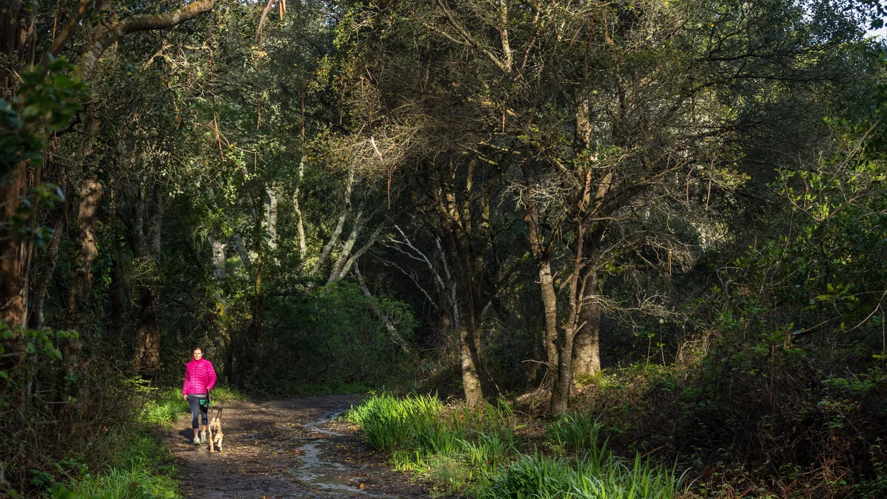 Dog walker takes her leashed dog through Oakwood Valley