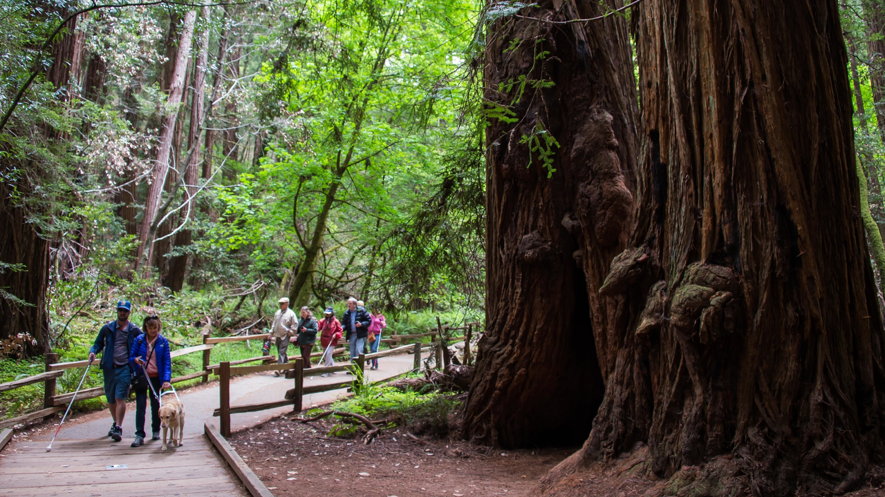 Boardwalk trail along Redwood Creek through Muir Woods Boardwalk trail along Redwood Creek through Muir Woods