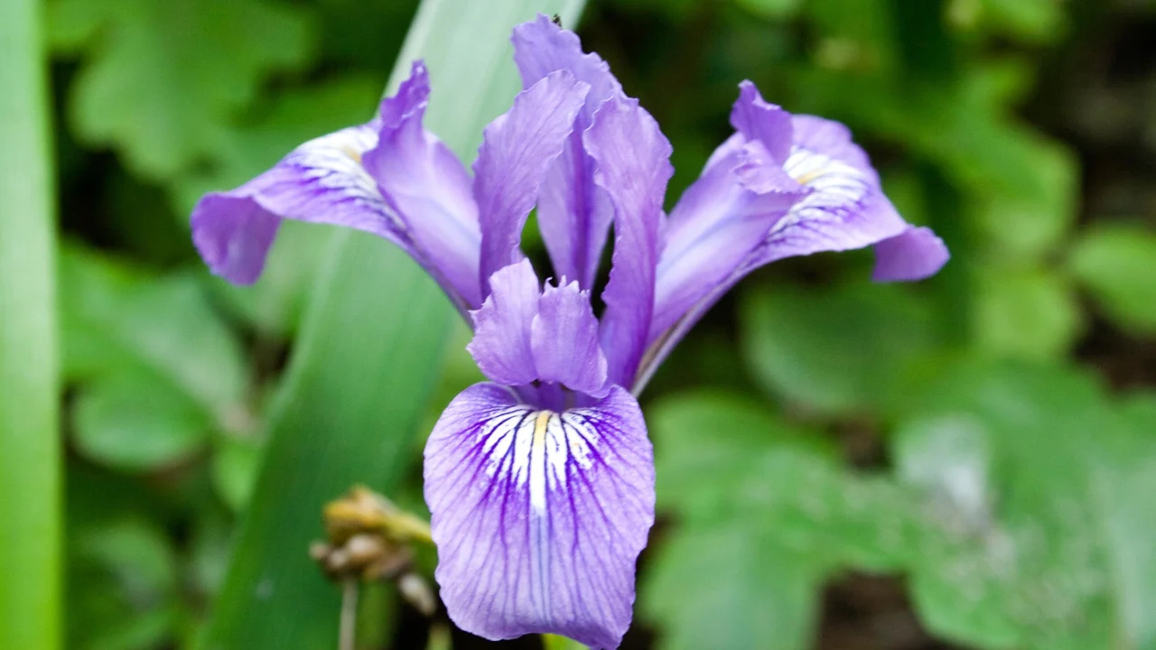 Douglas iris in Phleger Estate