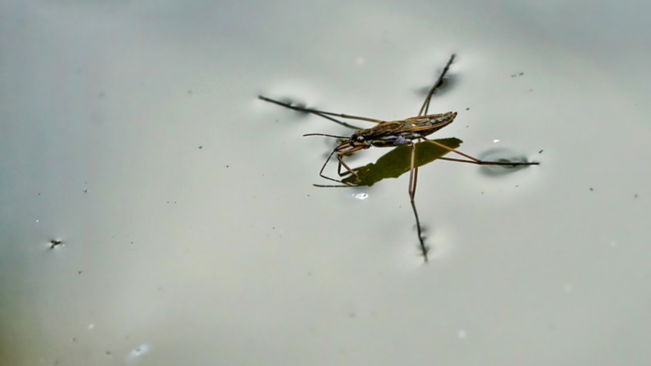 Water strider. Water strider.