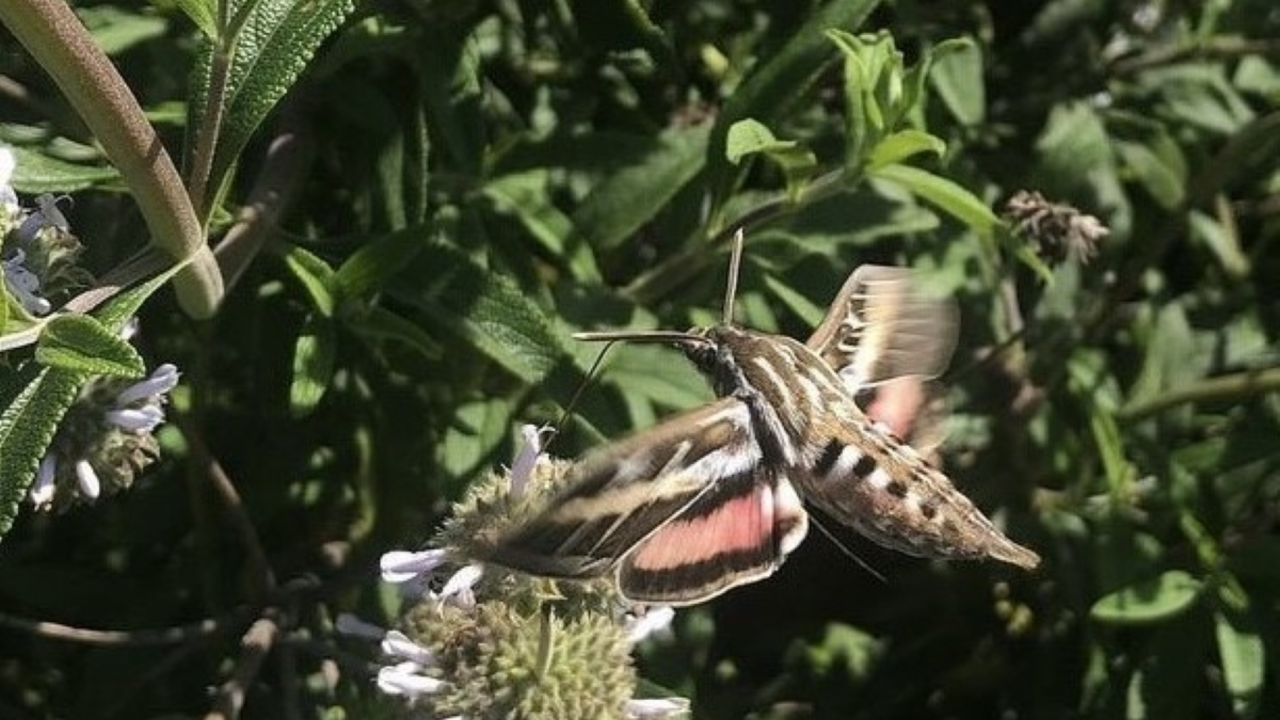 A white-lined sphinx moth gathers pollen from a black sage plant