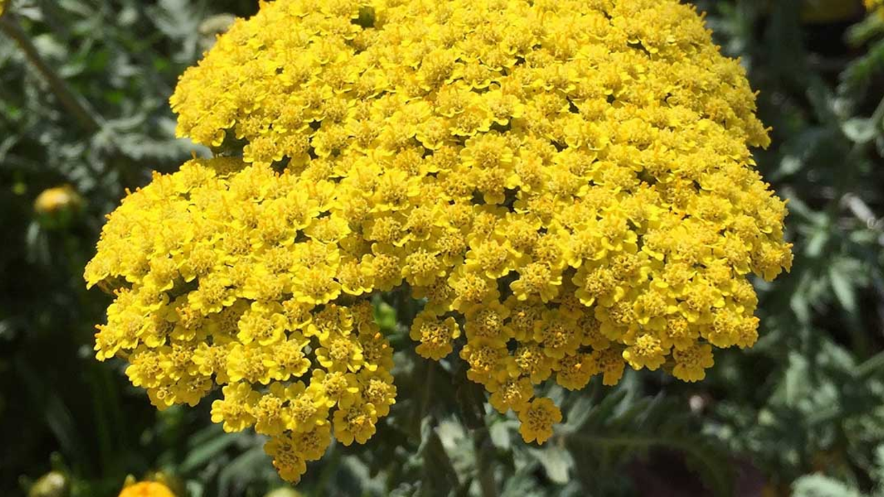 Yarrow plant.