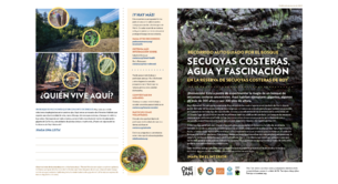Pdf version of the forest walk